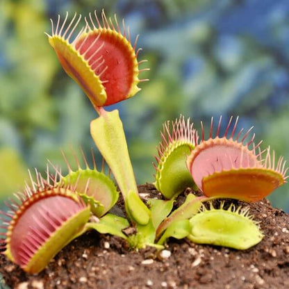 Fast Growing Venus Flytrap Seeds
