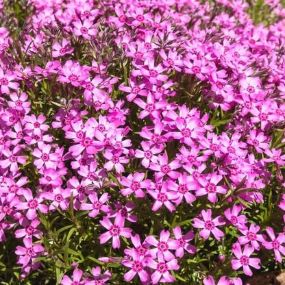 Fast Spreading Ground Cover Seeds