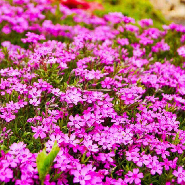 Fast Spreading Ground Cover Seeds