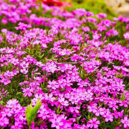 Fast Spreading Ground Cover Seeds