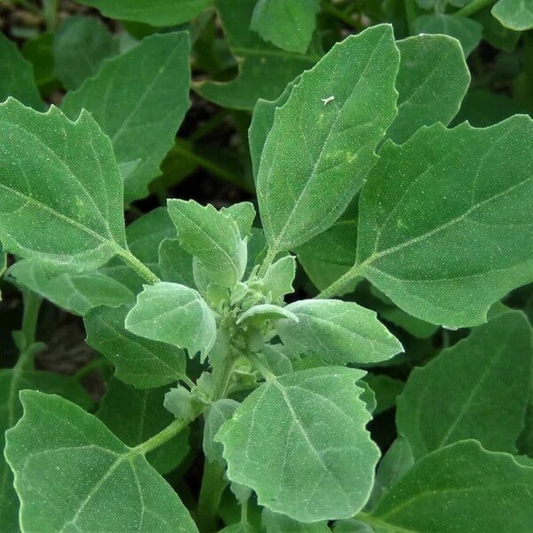 Fat Hen Seeds
