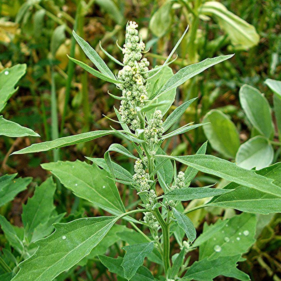Fat Hen Seeds