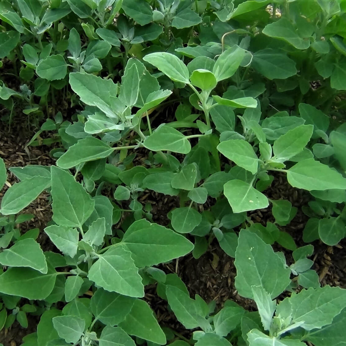 Fat Hen Seeds