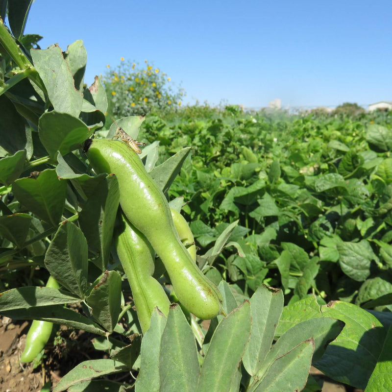 Fava Bean Seeds