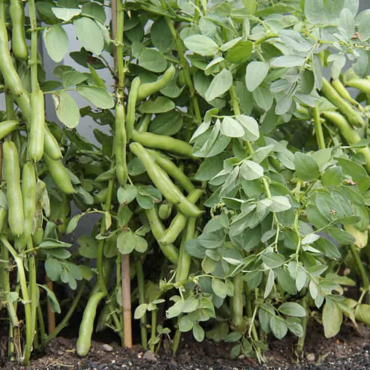 Fava Bean Seeds