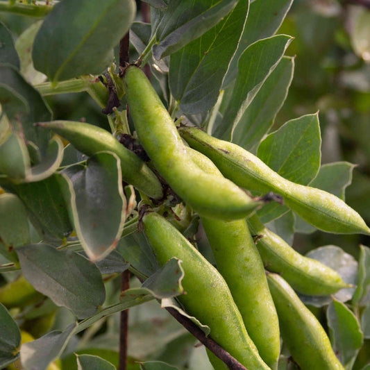Fava Bean Seeds