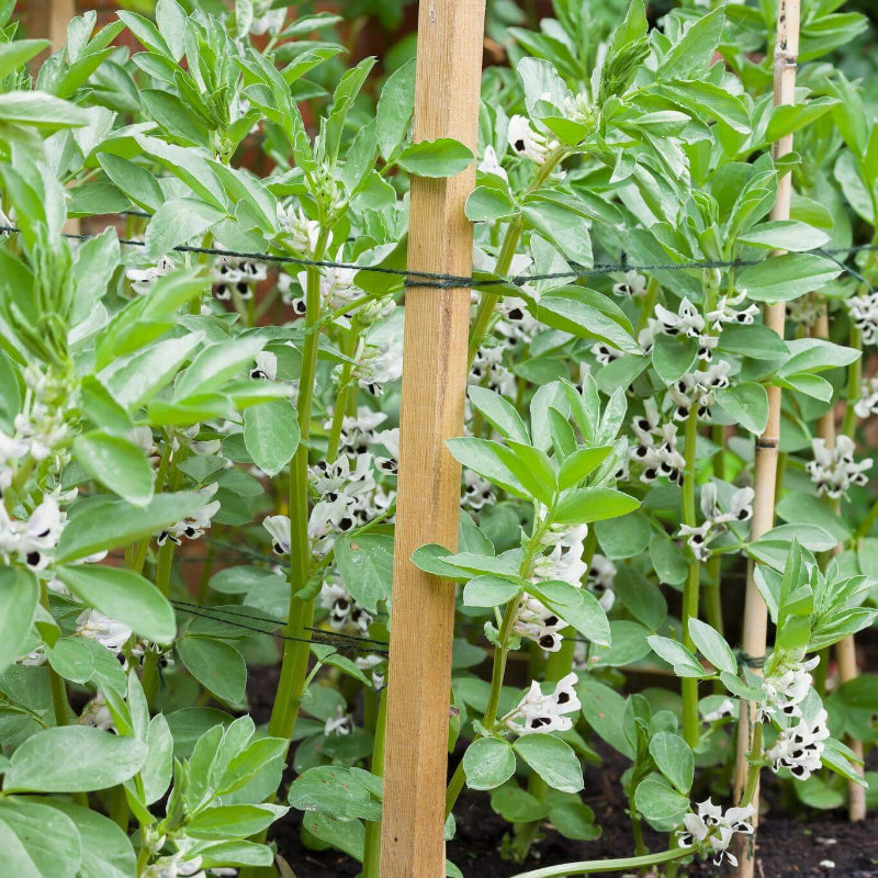 Fava Bean Seeds