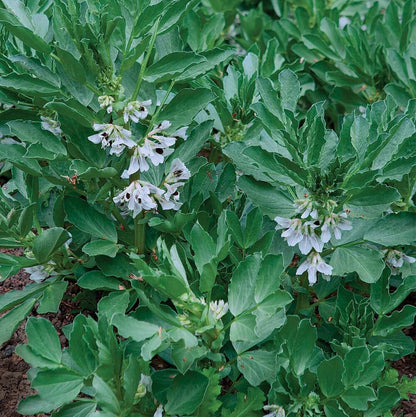 Fava Bean Seeds - Heirloom Vegetable Plant for Home Gardens