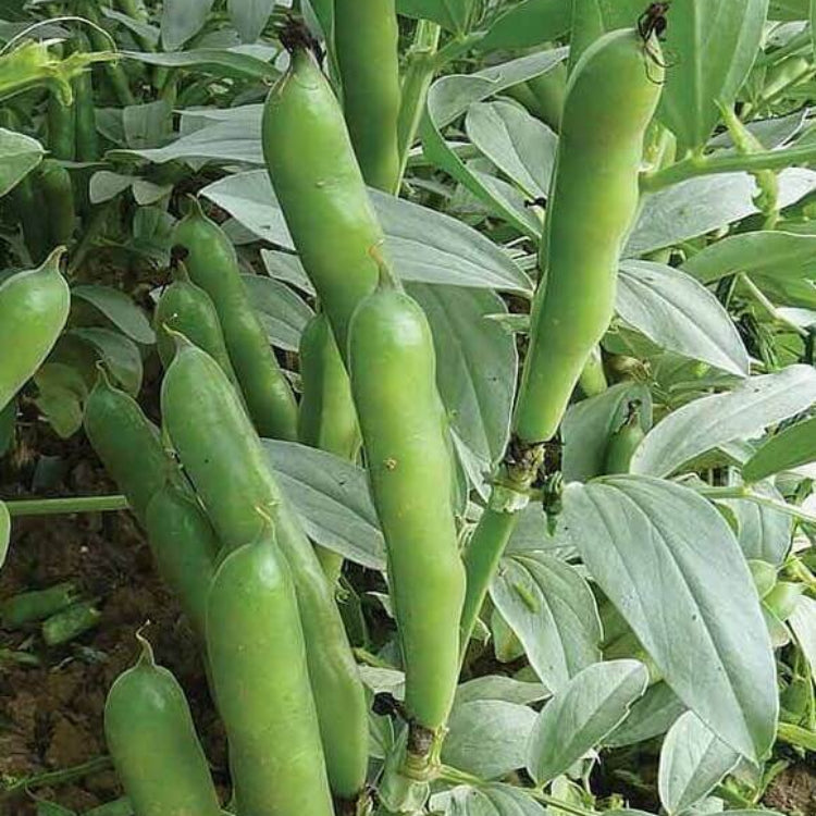 Fava Bean Seeds - Heirloom Vegetable Plant for Home Gardens
