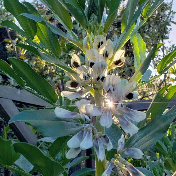 Fava Bean Seeds - Heirloom Vegetable Plant for Home Gardens