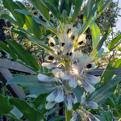 Fava Bean Seeds - Heirloom Vegetable Plant for Home Gardens