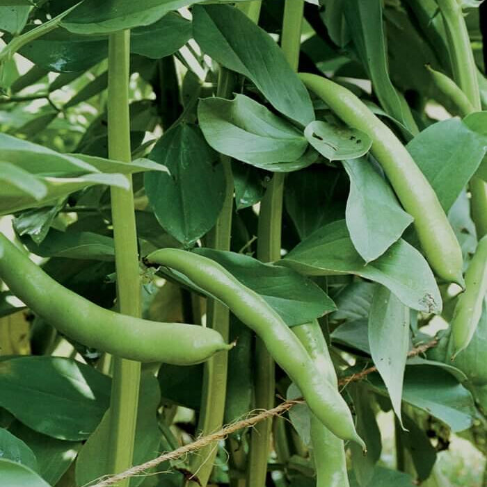 Fava Bean Seeds - Heirloom Vegetable Plant for Home Gardens