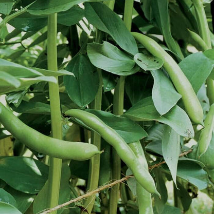 Fava Bean Seeds - Heirloom Vegetable Plant for Home Gardens