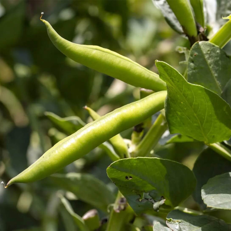 Fava Bean Seeds - Vegetable Plant