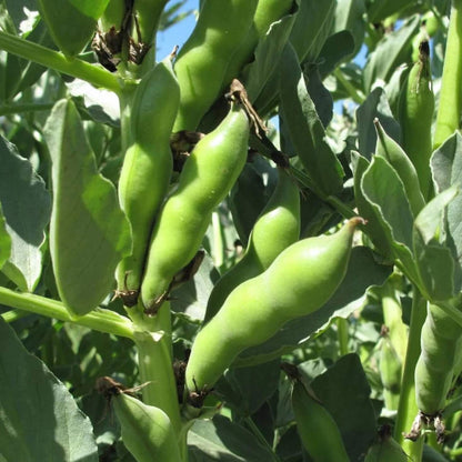 Fava Bean Seeds - Vegetable Plant