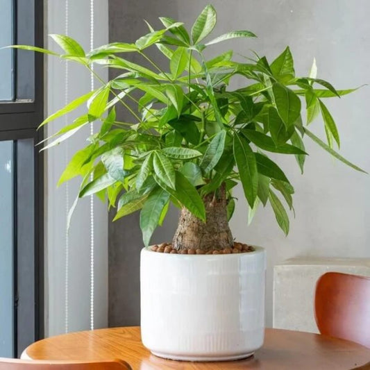 Feng Shui Money Tree Seeds - Flower Plant