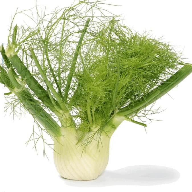 Fennel Seeds