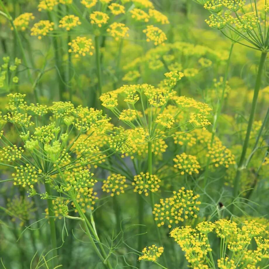 Fennel Seeds