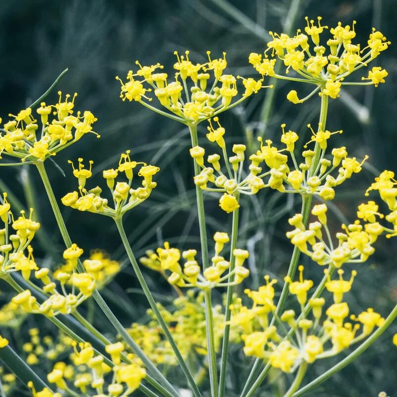 Fennel Seeds