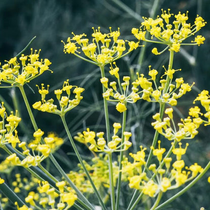 Fennel Seeds