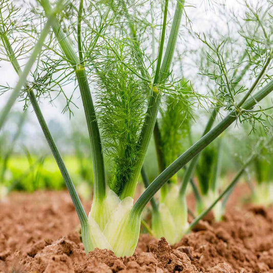Fennel Seeds