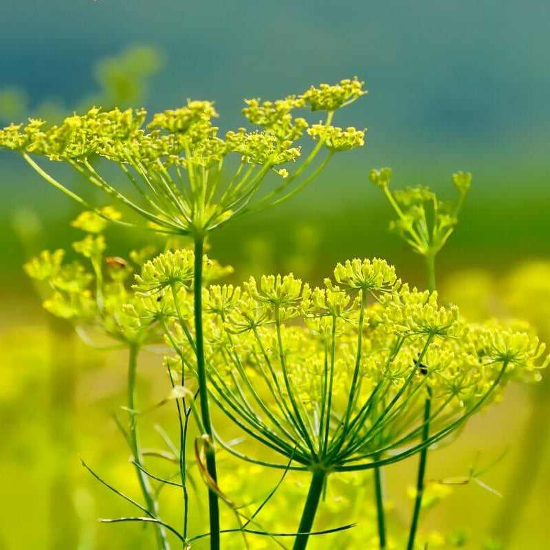 Fennel Seeds