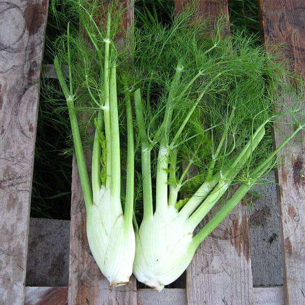 Fennel Seeds