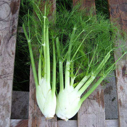 Fennel Seeds