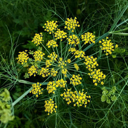 Fennel Seeds