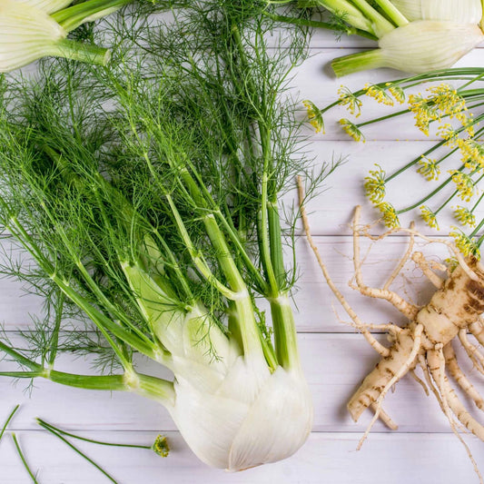 Fennel seeds - Vegetable Plant