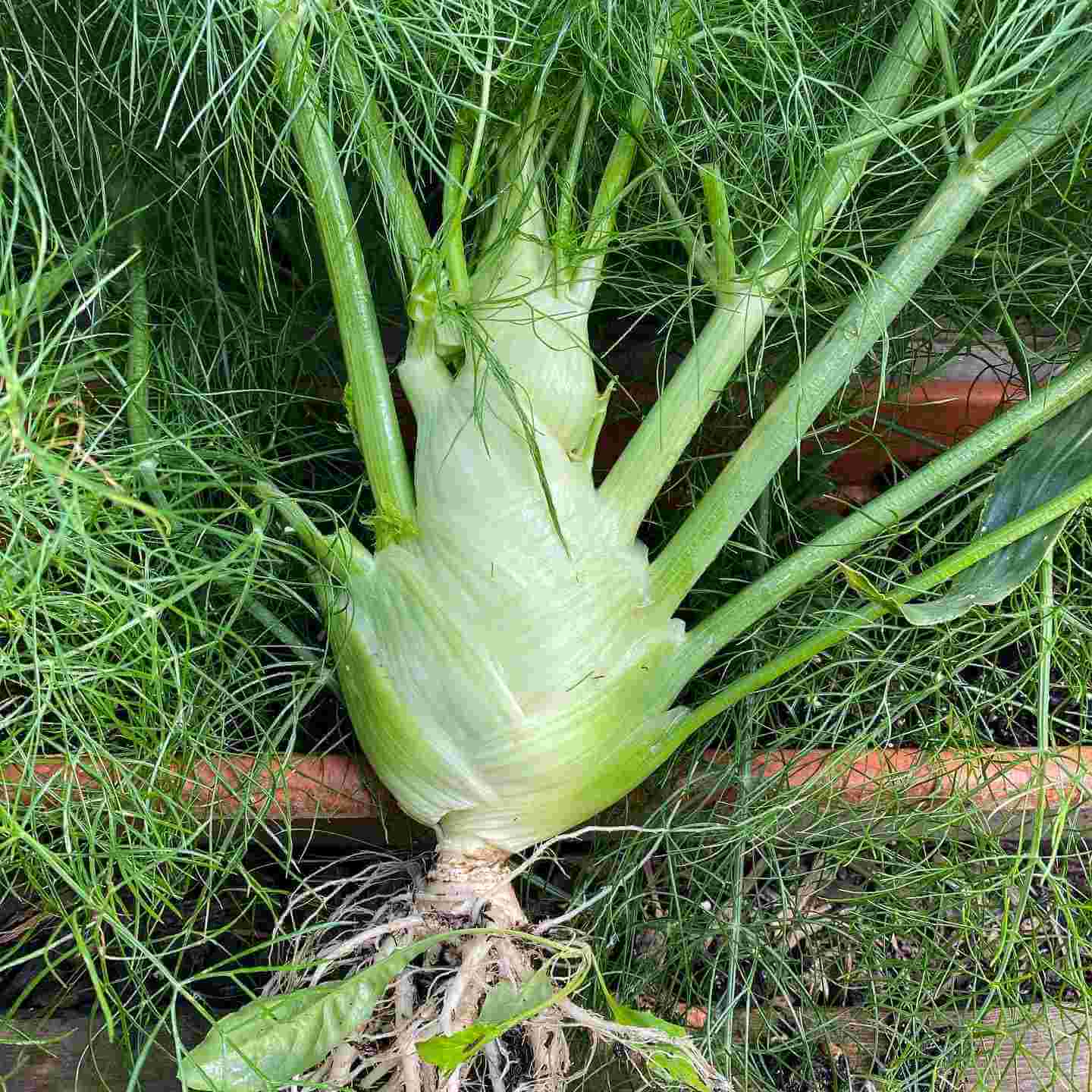 Fennel seeds - Vegetable Plant