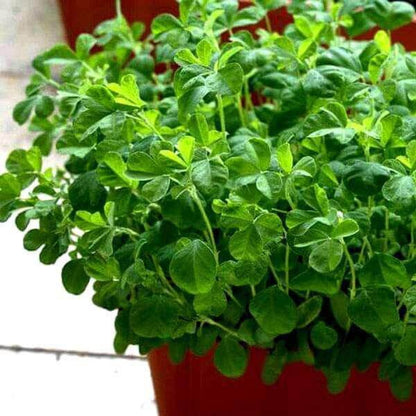 Fenugreek Methi Seeds - Heirloom Herbal Plant for Home Gardens