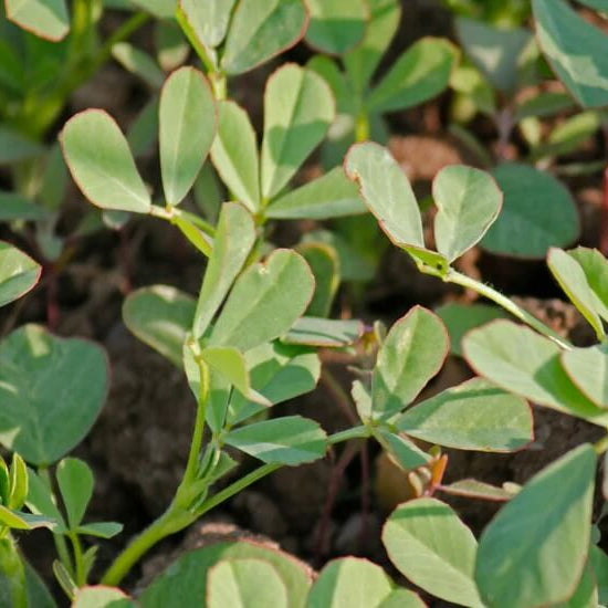 Fenugreek Seeds