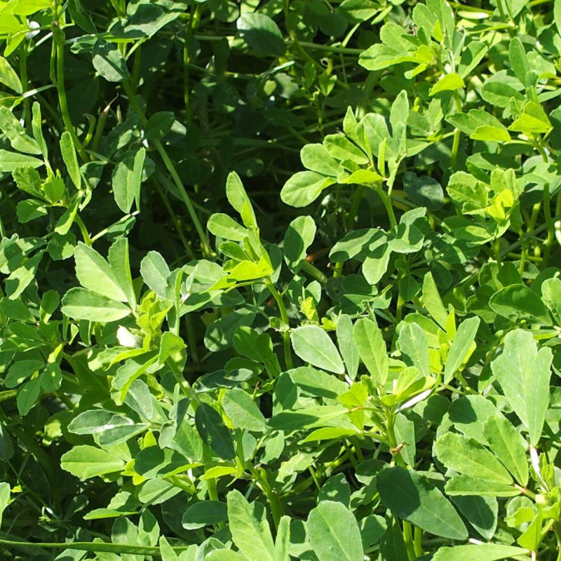 Fenugreek Seeds