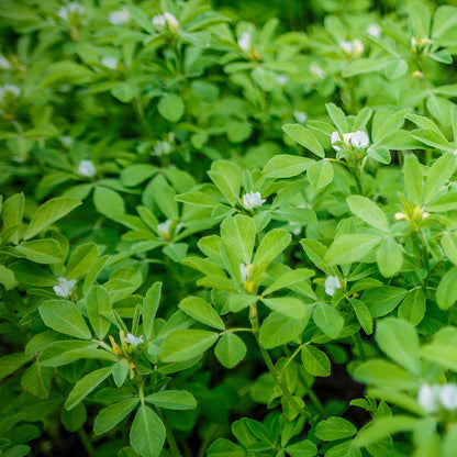 Fenugreek Seeds  - Herbal Plant