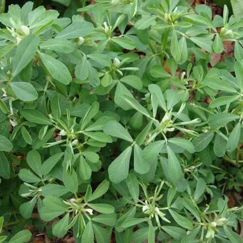 Fenugreek Seeds  - Herbal Plant