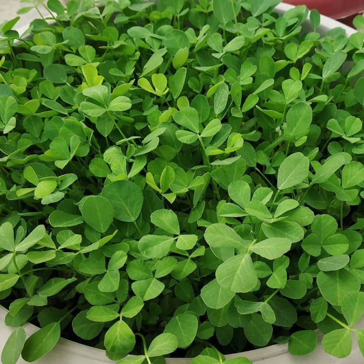 Fenugreek Seeds For Planting - Heirloom Herbal Plant for Home Gardens