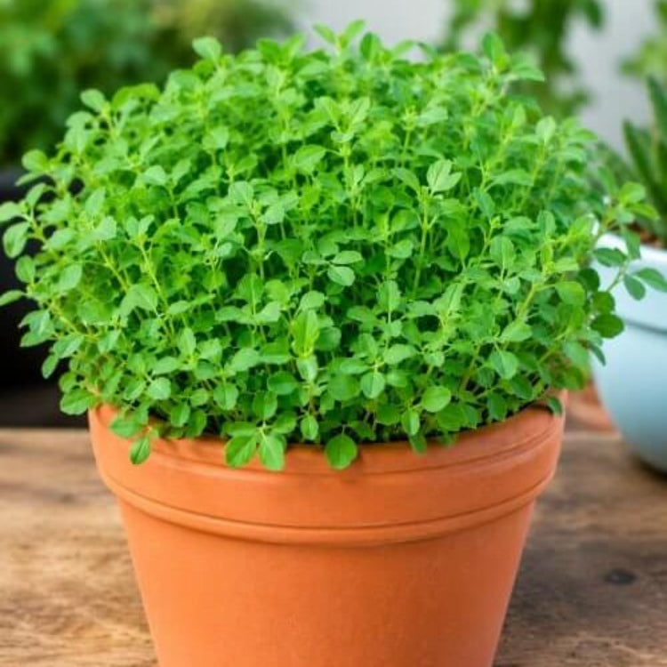 Fenugreek Seeds For Planting - Heirloom Herbal Plant for Home Gardens