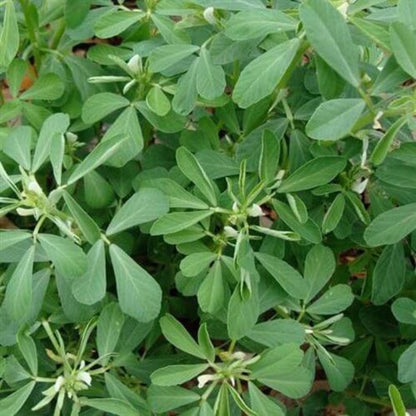 Fenugreek Seeds For Planting - Heirloom Herbal Plant for Home Gardens