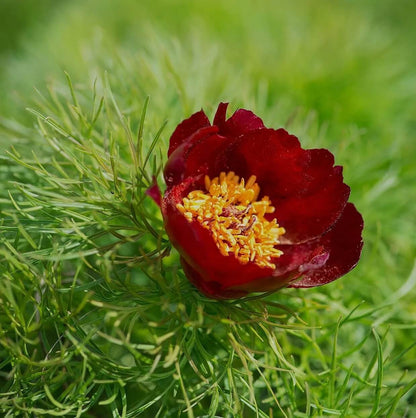 Fern Leaf Peony Seeds
