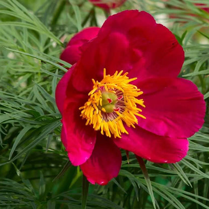 Fern Leaf Peony Seeds