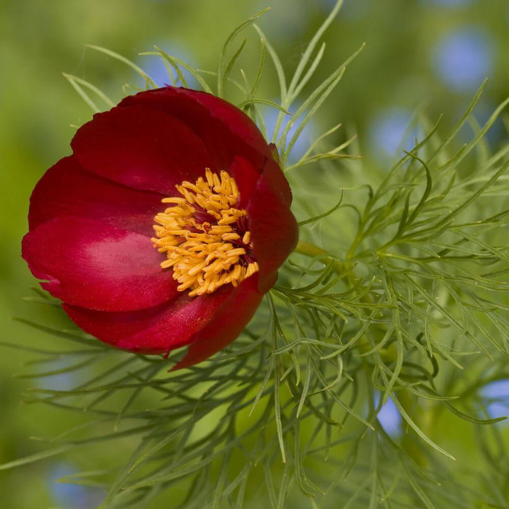 Fern Leaf Peony Seeds