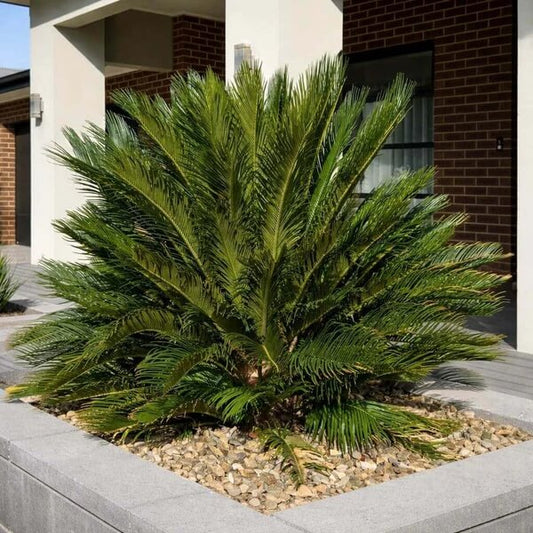 Fern Palm Seeds