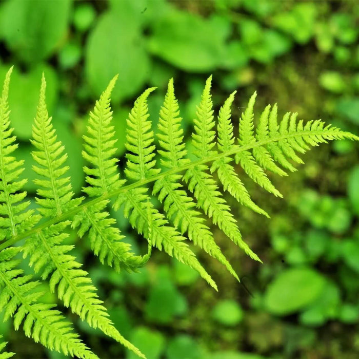Fern Seeds - Flower Plant for Home Gardens