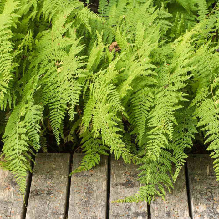 Fern Seeds - Flower Plant for Home Gardens