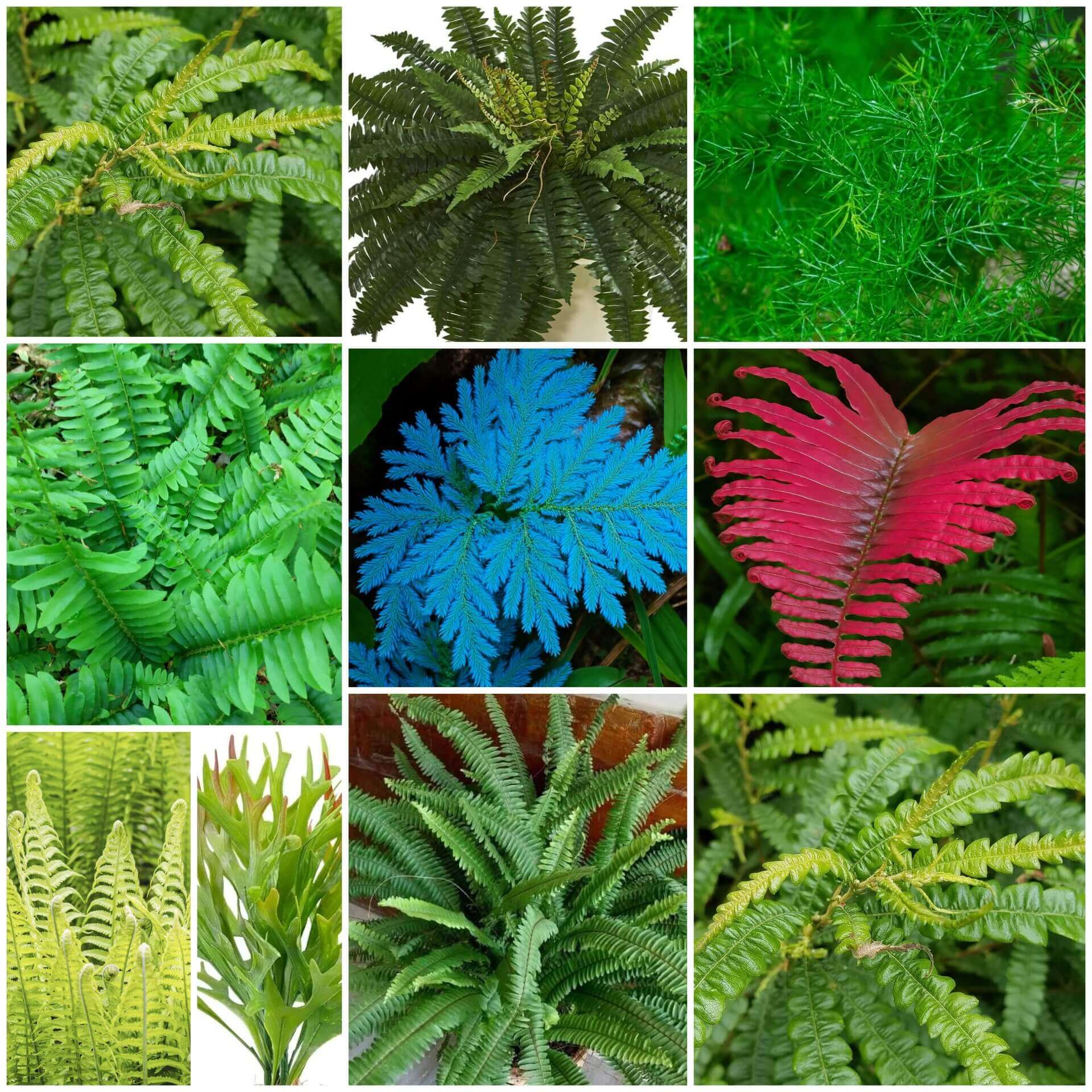 Fern Seeds - All In One For Home Gardens