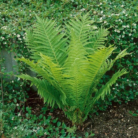 Fern Seeds - All In One For Home Gardens
