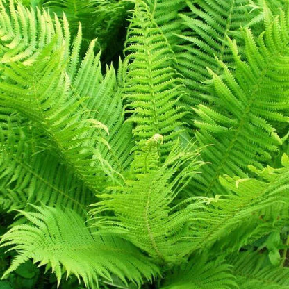 Fern Seeds - All In One For Home Gardens