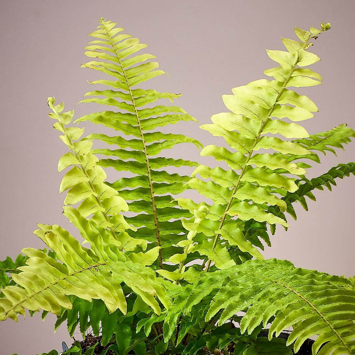 Fern Seeds - Flower Plant for Home Gardens