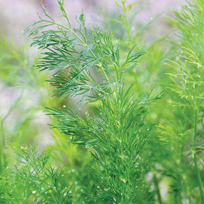 Fernleaf Dill Seeds - Heirloom Herbal Plant for Home Gardens